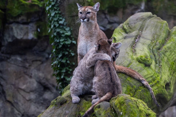 istock Portrait of a puma in the forest 1367655938