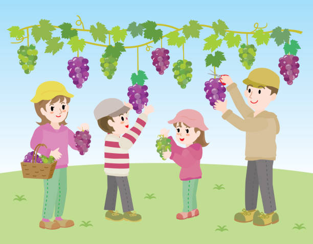 ilustracja przedstawiająca rodzinę zbierającą winogrona. - orchard child crop little boys stock illustrations