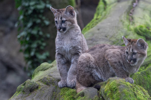 istock Portrait of a puma in the forest 1367656039