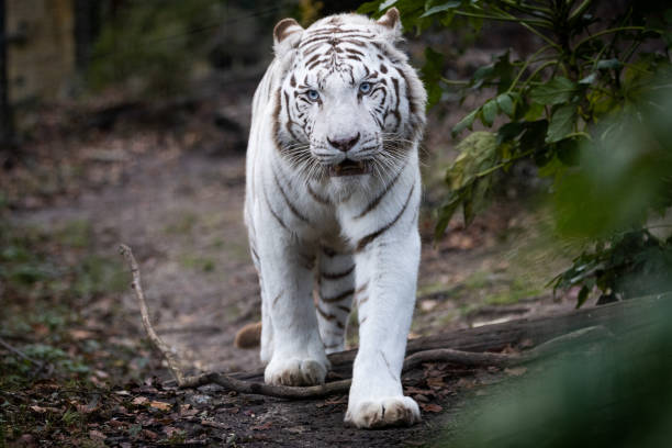 istock Portrait of a withe tiger in the forest 1367656615