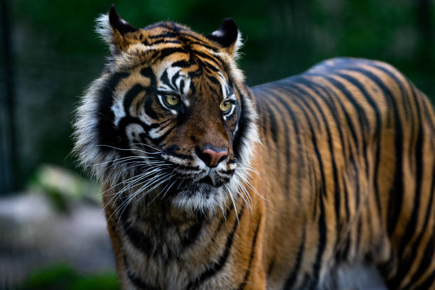 istock Portrait of a tiger in the forest 1367656736