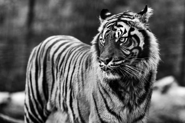 istock Portrait of a tiger in the forest 1367656757
