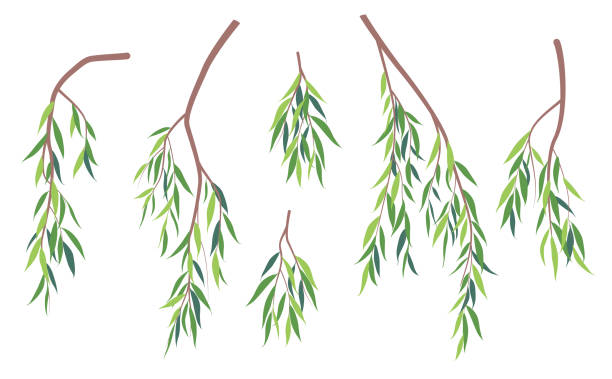 ilustrações de stock, clip art, desenhos animados e ícones de simple green weeping willow branches. - willow tree weeping willow tree isolated