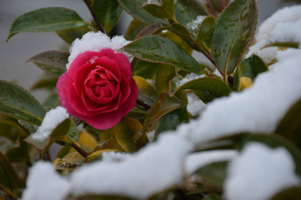 istock Pink camellia flowers with snow 1367656999