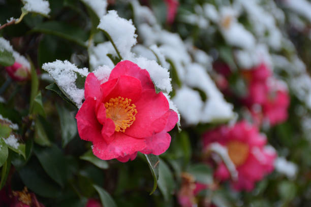 Pink camellia flowers with snow