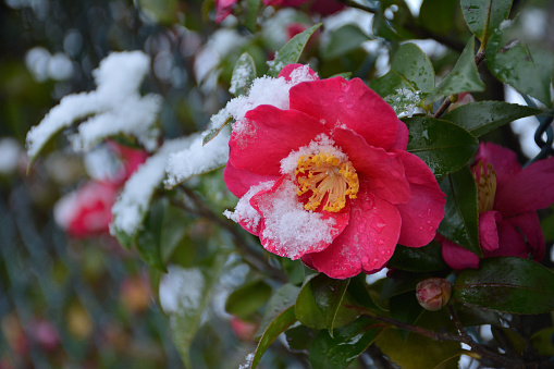 Pink camellia flowers with snow