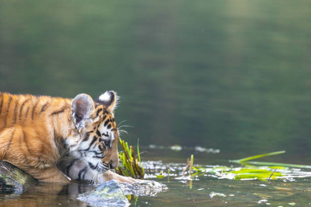 Tiger Cub at Cleveland Zoo
