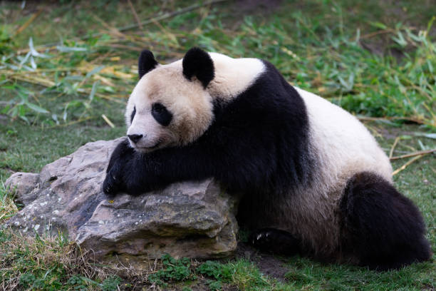 istock Portrait of a panda in the meadow 1367658070
