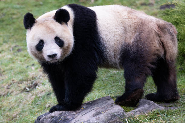 istock Portrait of a panda in the meadow 1367658071