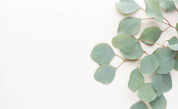 istock Eucalyptus composition. Pattern made of various colorful flowers on white background. Flat lay stiil life. 1367658312