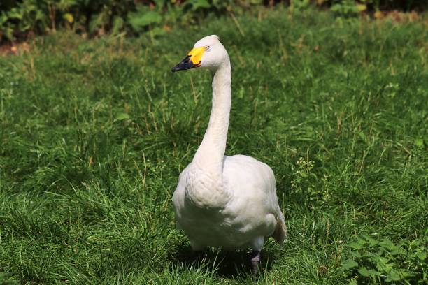 istock Beautiful ducks running around in a green rural environment 1367658953