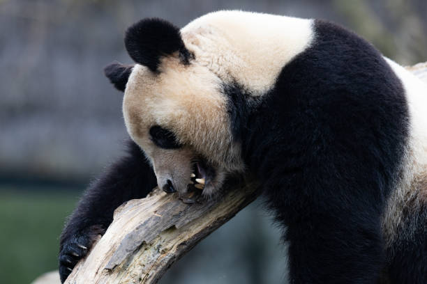istock Portrait of a panda in the meadow 1367659048