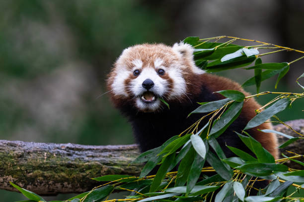 istock Red panda eating bamboo in the forest 1367659240