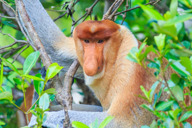 proboscis monkey or nasalis larvatus