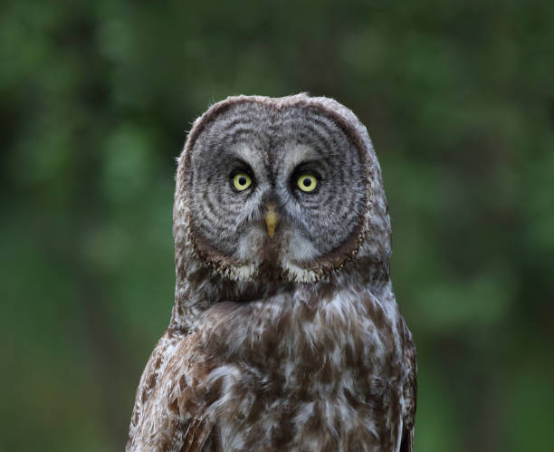 istock face of great gray owl 1367660313