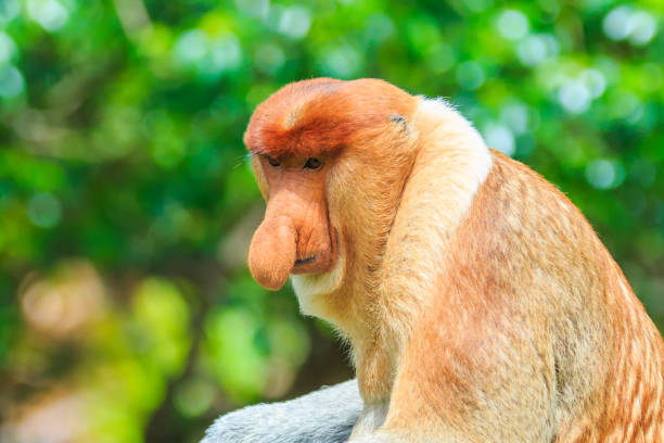 proboscis monkey or nasalis larvatus