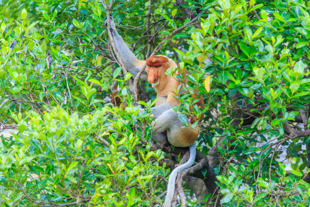 proboscis monkey or nasalis larvatus proboscis monkey or nasalis larvatus kinabatangan river stock pictures, royalty-free photos & images