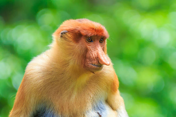 proboscis monkey or nasalis larvatus proboscis monkey or nasalis larvatus kinabatangan river stock pictures, royalty-free photos & images