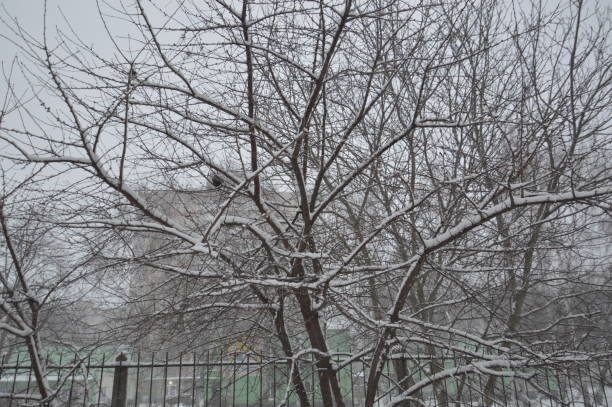 istock Snow-covered city, trees, animals when it snowed 1367662317