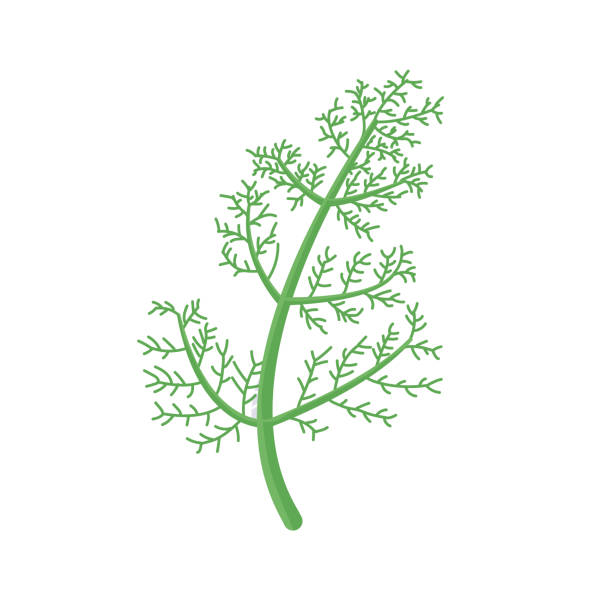 illustrations, cliparts, dessins animés et icônes de branche d’aneth isolée sur blanc. assaisonnement des aliments - fennel ingredient vegetable isolated on white