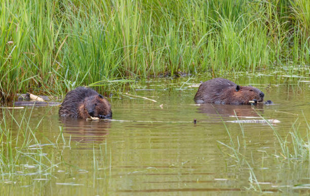 istock American beaver swimming in river with stick 1367664075