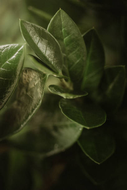 Dark toned image of leaves