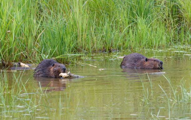 istock American beaver swimming in river with stick 1367664155