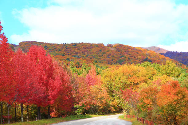 Country road with beautiful autumn leaves