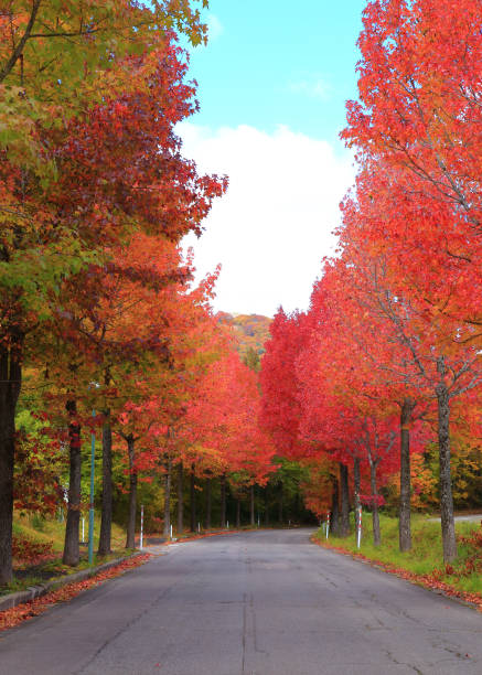 Country road with beautiful autumn leaves