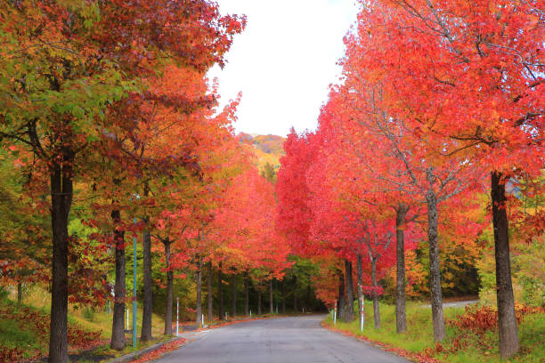 Country road with beautiful autumn leaves