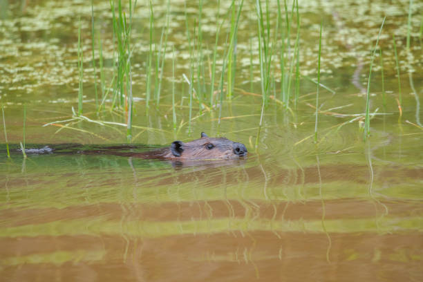 istock American beaver swimming in river with stick 1367665063