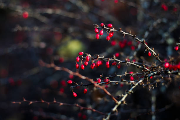 istock Red barberry berries on a branch. 1367665204