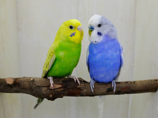 istock Green and blue budgerigars are sitting on a perch. 1367665386