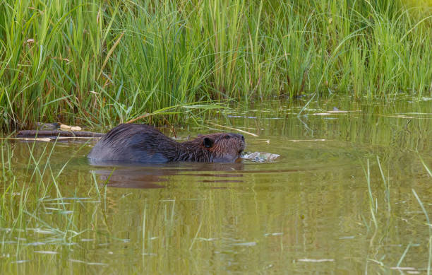 istock American beaver swimming in river with stick 1367666210