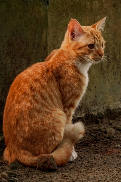 istock Orange cat on the ground 1367666250
