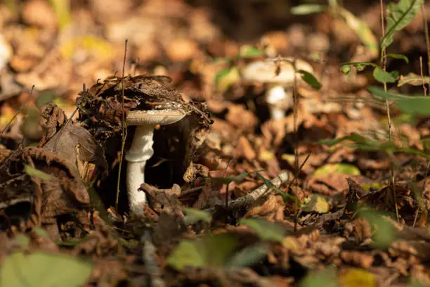 A closeup shot of a brown mushroom hidden under dry leaves