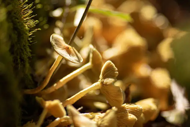 A closeup of a white mushroom colony