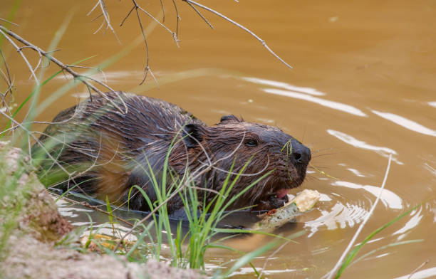 istock American beaver swimming in river with stick 1367666277