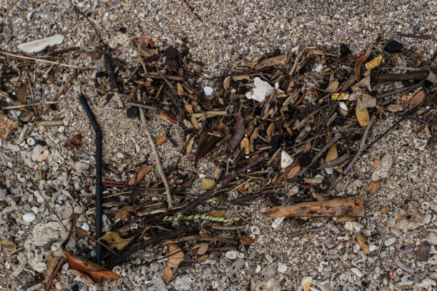 istock Garbage dry leaves on the coarse sand 1367666736