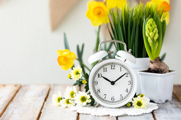 istock Spring change, Daylight Saving Time concept. White alarm clock and flowers on the wooden table 1367666778