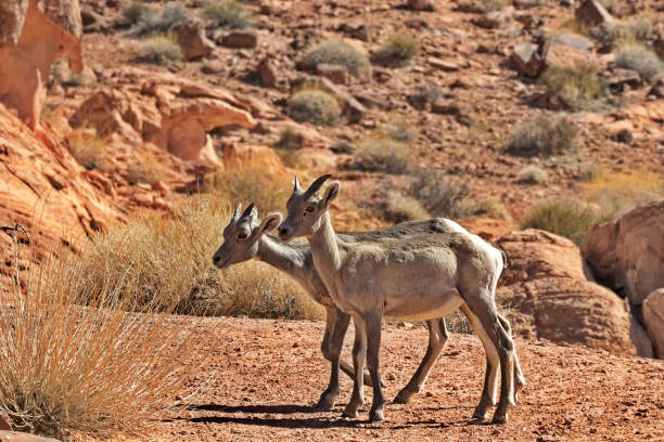 istock Cute, young, horned Desert Bighorn Sheep 1367666881
