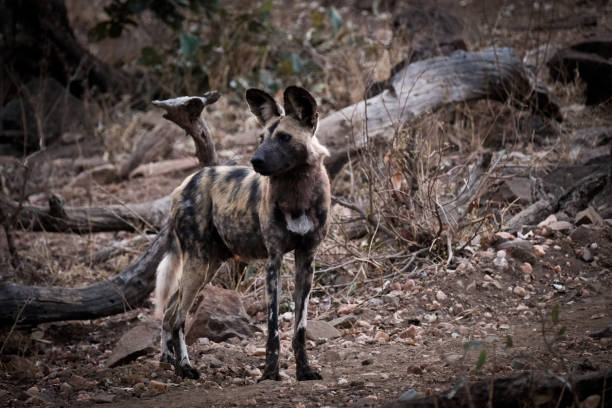 wild dog - kruger national park national park southern africa africa imagens e fotografias de stock