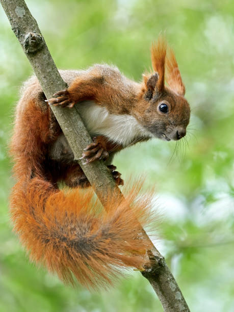 eurasian red squirrel (sciurus vulgaris) - red squirrel vulgaris animal imagens e fotografias de stock