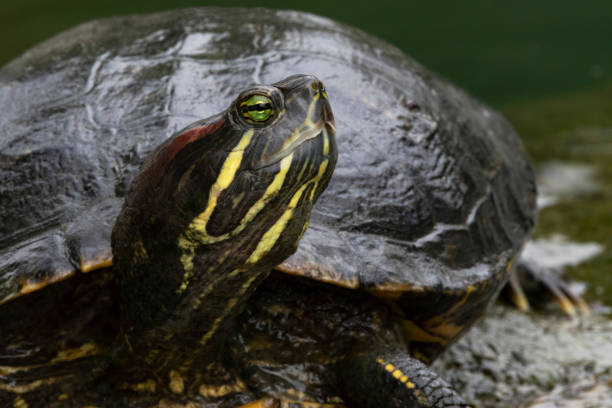 istock Freshwater red eared pond slider turtle in close up 1367668211