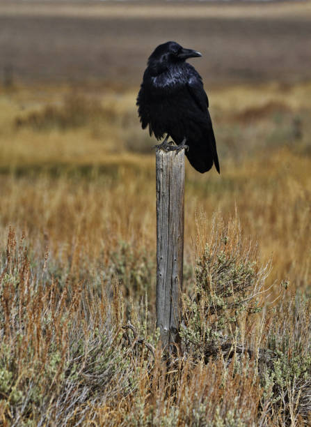 istock Black raven on worn fence post gazes over wild field 1367668215