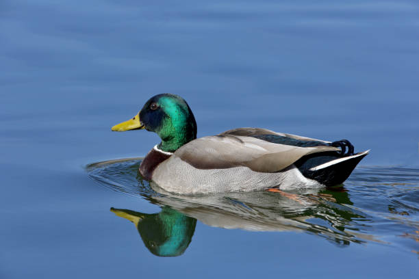 istock Male mallard duck reflected in blue water 1367668216