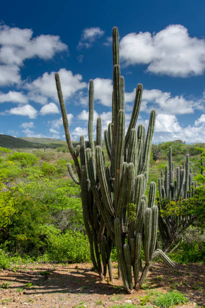 Cactus Organ pipe cactus in a Caribbean landscape thorn bush stock pictures, royalty-free photos & images