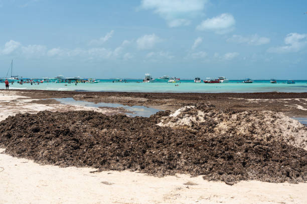 아름다운 카리브 해 해변 플라야 노르테 또는 북 해변 은 해초, 멕시코의 많은 칸쿤 근처 이슬라 무헤레스에 - isla mujeres mexico beach color image 뉴스 사진 이미지