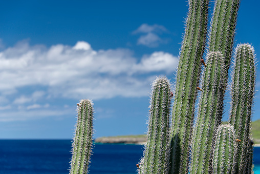Organ pipe cactus on the edge of the blue Caribbean sea.