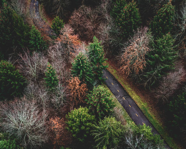 Drone Shot of road thru forest stock photo
